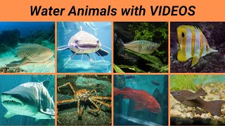 20 Water Animals Name in English  water animals name  water animals  Sea Animals  sea animals [upl. by Maddis]