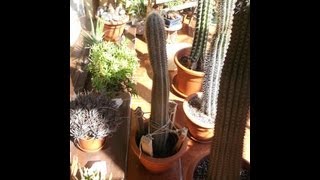 How to pot up and support a tall cactus cutting [upl. by Anilegna407]