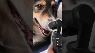 Filming a Review  Pet Grooming Kit Oneisall Transformhowyoupet doggroomingvacuum [upl. by Edylc]