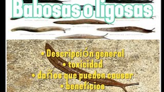 Todo lo que debés saberpeligrosas o no babosa cosasquenosabiashace5minutoscuriosidadesanimales [upl. by Letnohc]