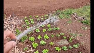 DESCOBRIMOS UMA NASCENTE DE AGUA NO SÍTIO [upl. by Amoihc]