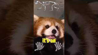 Red Pandas Arent Pandas 🤯 cuteanimals redpanda pandas education [upl. by Einafit514]