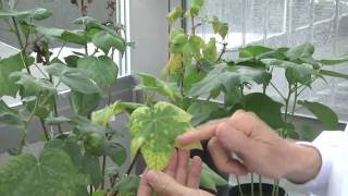 Identifying cotton bunchy top disease [upl. by Iggy112]