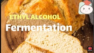 Ethyl Alcohol Fermentation  Fermentation Biology lessons [upl. by Norret485]