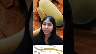 Phylum Aschelminthes  Roundworms  Characteristics amp Examples In Hindi  Biology  Adhyayanta [upl. by Lyrac]