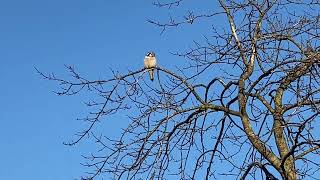 Hawk Owl calling [upl. by Nicol]