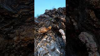 COMPRESSED and FOLDED rock layers geologicalwonder geology youtubeshorts shorts views [upl. by Nitniuq419]