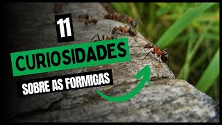 11 CURIOSIDADES sobre as FORMIGAS [upl. by Brendis]