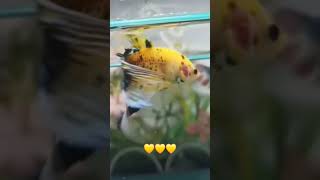 Yellow veiltail betta fish [upl. by Eceinert29]