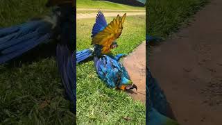 I love playing in the water ParrotFantastic Animals Cute pet debut plan Healing [upl. by Ramedlaw]