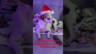 Our dog Lucy loves Christmas moviesampwe do too countdowntochristmas everydayischristmas dogshort [upl. by Shipley]