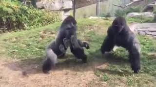 Gorilla Kampf im Zoo [upl. by Melia]