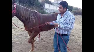 Entrenando caballo a reverencia [upl. by Eilerua]