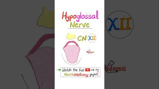 Hypoglossal Nerve  12th Cranial Nerve  CN XII  Neuroanatomy…science anatomy biology nurse [upl. by Artap]