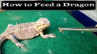 How To Feed A Bearded Dragon [upl. by Galitea136]