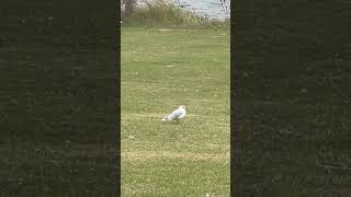 Black Headed Gull And Mute Swan  Pugneys Country Park birds avian nature [upl. by Burns462]