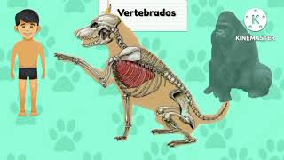 Vertebrados e invertebrados  video educativo [upl. by Ahsyle]