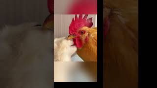 Kucing dan ayam lagi ngapain ya [upl. by Medarda]