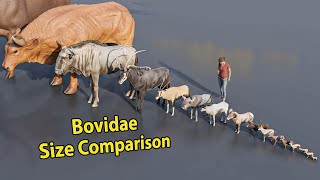 Bovidae Size Comparison  Rodents size comparison  3D Animation animation animals [upl. by Maribel]