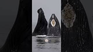 Whales JawDropping Jump Out of Water [upl. by Silda426]