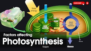 Factors affecting photosynthesis  Types of photosynthesis Bioenergetics [upl. by Eekram]