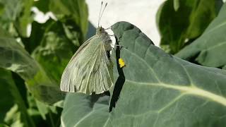 La mariposa blanca de la col cómo pone puesta de huevos [upl. by Fabrin598]