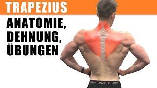 m trapezius Training dehnen Anatomie Übungen [upl. by Dorkus]