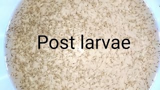 Vannamei post larvae stage 9  JS slaan [upl. by Adidnere]