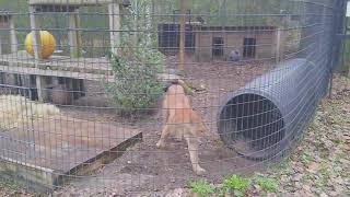 Dinger and Kimberly Adventures Chester goes Round and Round Catty Shack Ranch Jacksonville Florida [upl. by Notle987]