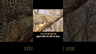 Chita ke changul mein dog fansa haishortsvideo funny ytubeshorts animals indrajeet shortmusic [upl. by Auberon]