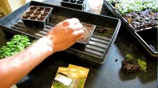 TRG 2012 How to Start 7 Kinds of Basil in Seed Cells [upl. by Krongold]