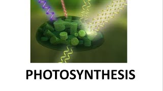 Photosynthesis  ICSE Class 10th Biology [upl. by Carley]