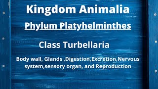 Class Turbellaria Body wall Digestion Excretion and Reproduction  Phylum Platyhelminthes [upl. by Afatsom]