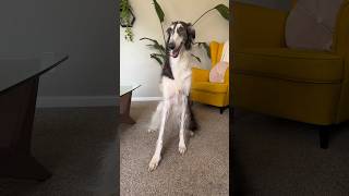 buildaborzoi part 1 dog borzoi dogsofyoutube voiceover petshorts petsofyoutube shorts [upl. by Lhary888]