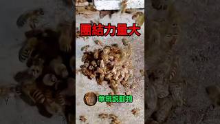 大黃蜂萬萬沒想到自己竟然被一群他瞧不上的蜜蜂🐝給⋯華哥説動物 [upl. by Astra]