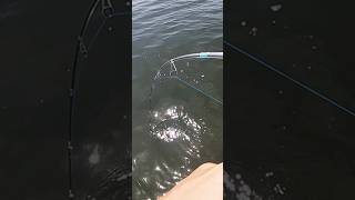 Fishing LIVE SHRIMP for BIG FISH shorts [upl. by Ahsinawt]