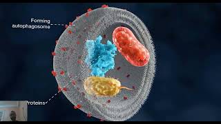 AUTOPHAGIE le mécanisme de lautophagie et sa régulation [upl. by Allehc]