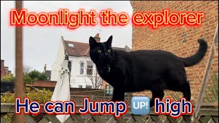 MOONLIGHT THE EXPLORER HE CAN JUMP 🆙 HIGH moonlightcats cat trending catlover catvideos cats [upl. by Proudlove]