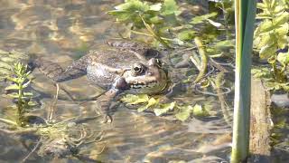 Coassement dune grenouille rieuse [upl. by Gluck]