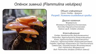 Опёнок зимний Flammulina velutipes [upl. by Ellord]