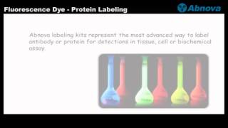 Fluorescence Dye  Protein Labeling [upl. by Ellenet729]