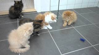 Persian kittens playing with bug [upl. by Lleuqram]