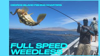 Cedros Island  Cedros Fishing  WARBAITS CHARTER  Calico Bass  Day 1  2021 [upl. by Naicul]