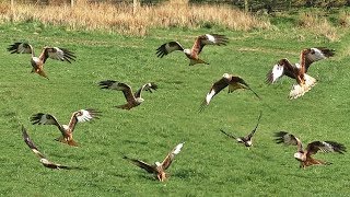 Red Kites Feeding at Gigrin Farm in Wales  Filmed in Slow Motion [upl. by Aitra]