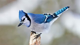 10 Most Beautiful Jay Birds in the World [upl. by Eanad]