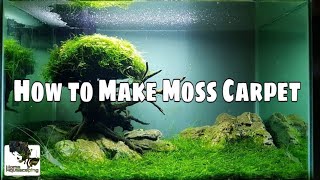 HOW TO Make Moss Carpet Membuat Aquascape水草造景 [upl. by Libby273]