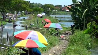 Ini BaruPemancing terekam kamera semua dari awal sampai ujung saya lihat hasilnya panen ikan semua [upl. by Helve]