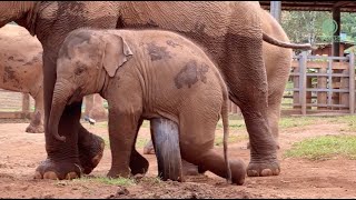 Adorable Playful Baby Elephant Jun  ElephantNews [upl. by Kayley754]