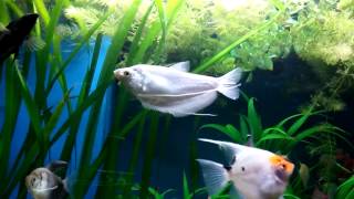 Beautiful moonlight gourami Aquarium fish tank [upl. by Divan]