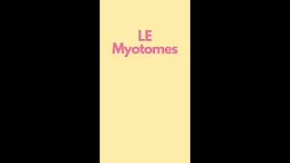 Myotomes of the Lower Extremity Visual Mnemonics [upl. by Jereld71]